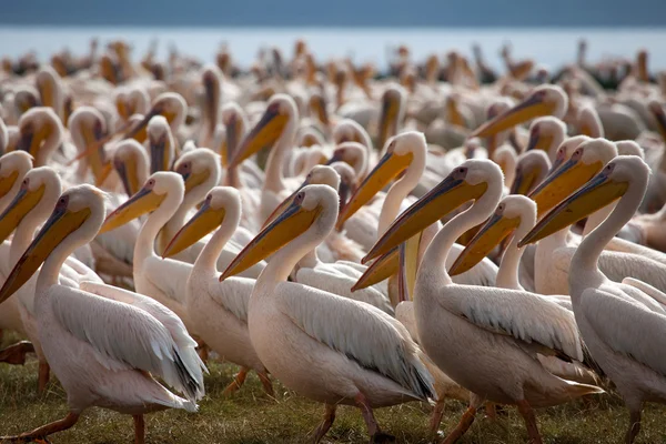 stock image Pelicans