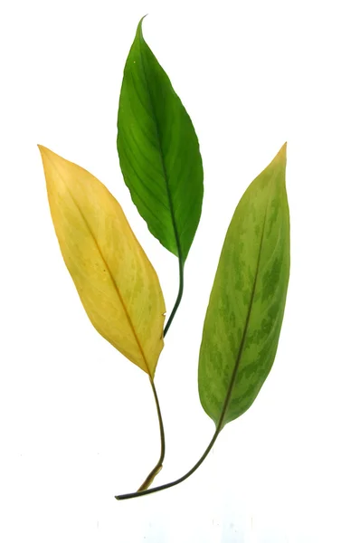 Geïsoleerde groene lange blad — Stockfoto