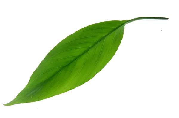 Izole uzun yaprak yeşil — Stok fotoğraf