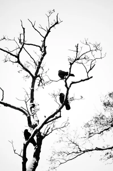 Birds silhouette on bared tree branch — Stock Photo, Image