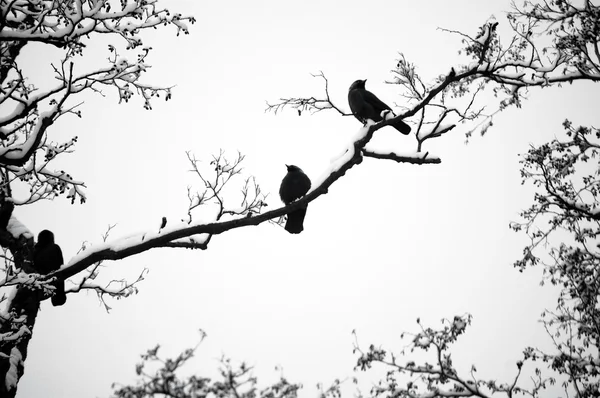 Birds silhouette on bared tree branch — Stock Photo, Image