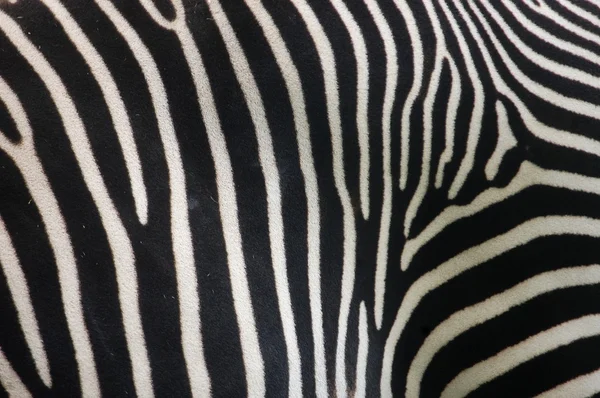 stock image Zebra skin texture