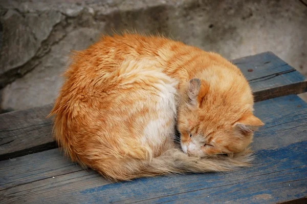 stock image Slipping cat