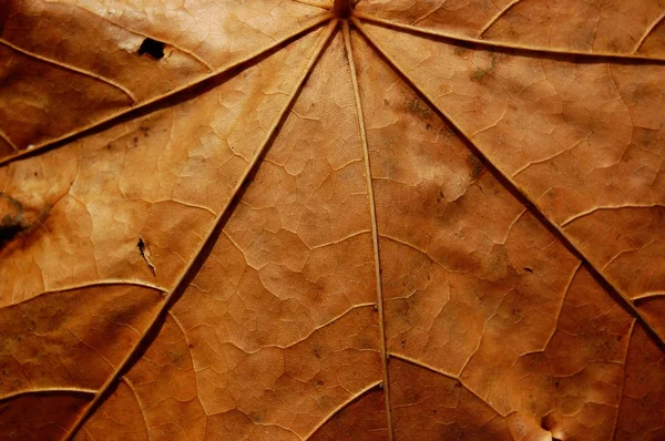 Venas de hojas descoloridas —  Fotos de Stock