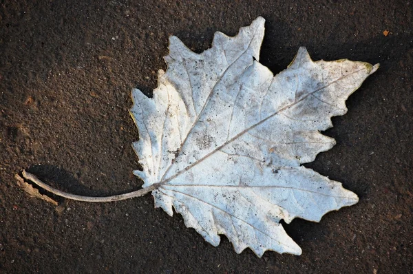 Ground , faded leaves — Stock Photo, Image