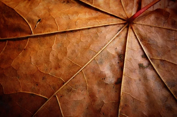 Faded leaf veins — Stock Photo, Image