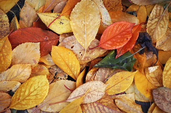 Red leaves texture — Stock Photo, Image