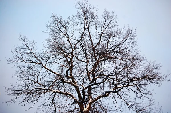 Силуэт обнаженного дерева против неба — стоковое фото