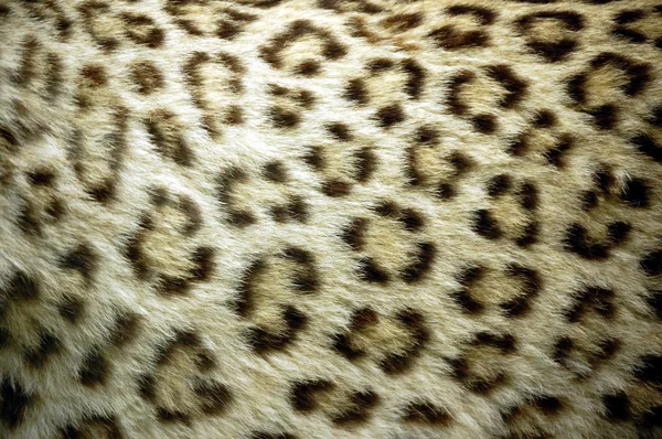 stock image Dots pattern of leopard fur