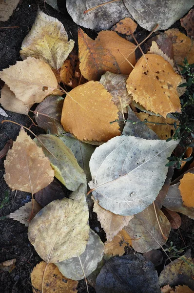 Gemahlene, verblasste Blätter — Stockfoto