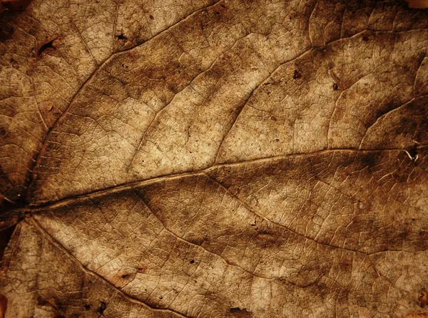 Faded leaf veins — Stock Photo, Image