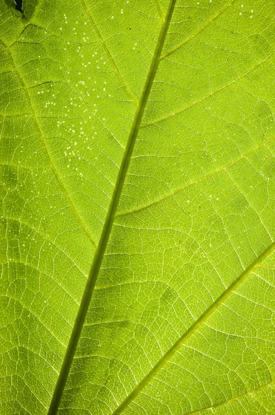 Grean leaf veins — Stock Photo, Image