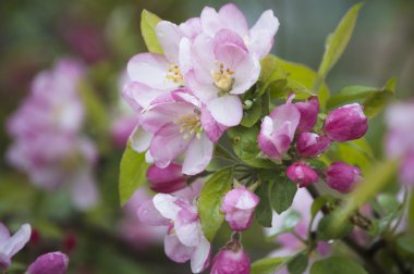 Apple çiçekler; Bahar orman