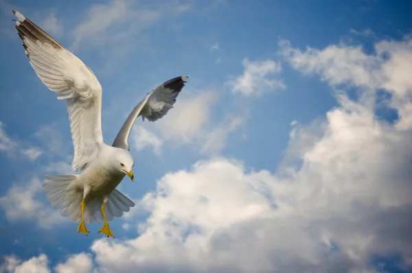 stock image Clouds background