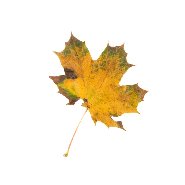 孤立した葉 — ストック写真