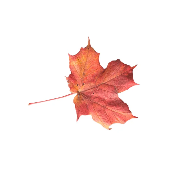 Изолированный лист — стоковое фото
