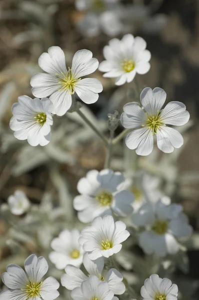 Stock image Bunch of flowers