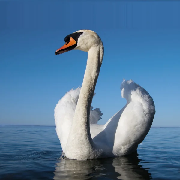 stock image Beautifull white swan swimming on blue water