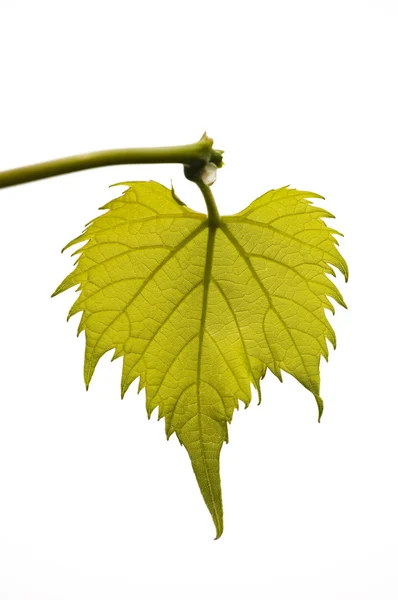 stock image Close up of vine leaf veins