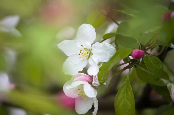 Яблочные цветы; весенний лес — стоковое фото