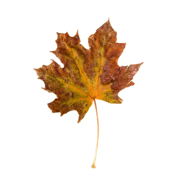İzole edilmiş yaprak — Stok fotoğraf