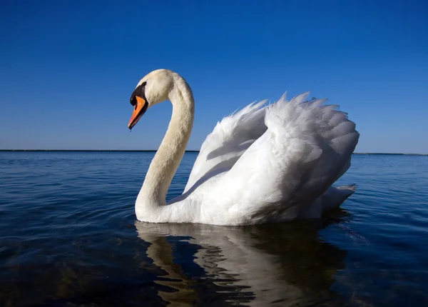 Cisne branco nadando — Fotografia de Stock