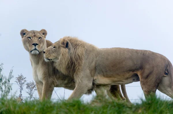 Couple de Lions — Photo
