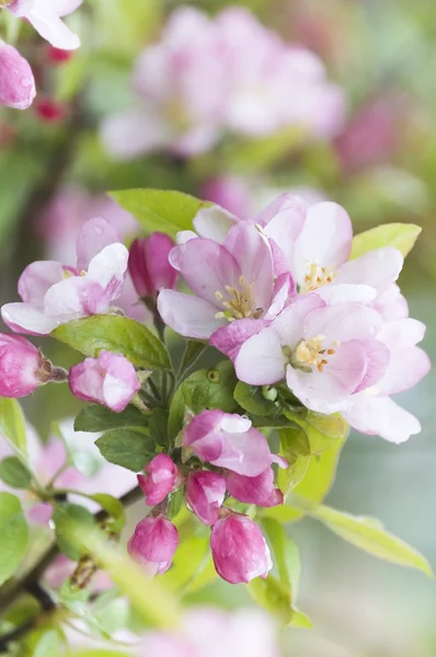 Flores de manzana; bosque de primavera — Foto de Stock