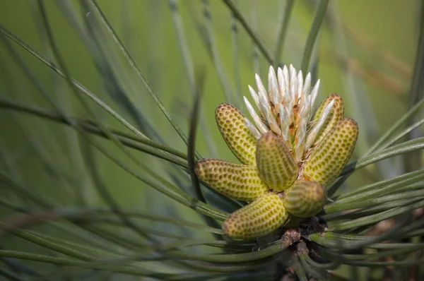 stock image Fur needles and cones ; natural background