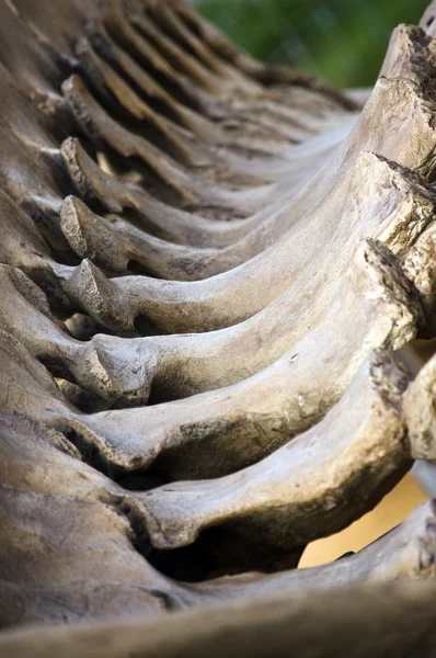 Kosti dinosaurů — Stock fotografie