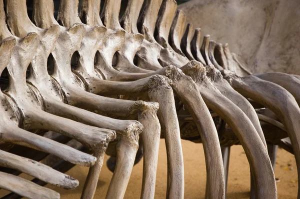Bone dinosaur — Stock Photo, Image