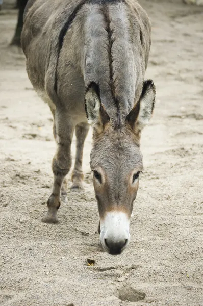 Close up of donkey head