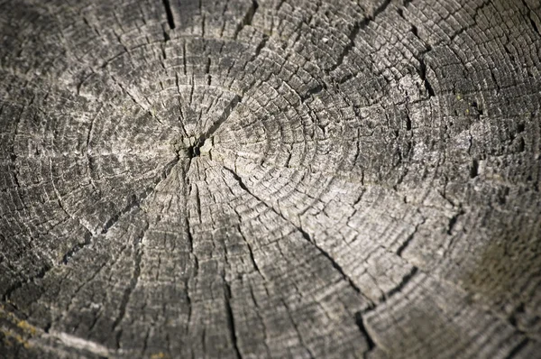 Holzstumpf ausspucken — Stockfoto