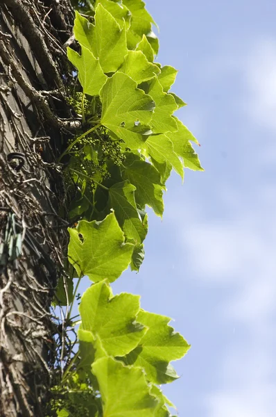 Close up of vine leaf ; natural background — Stock Photo, Image