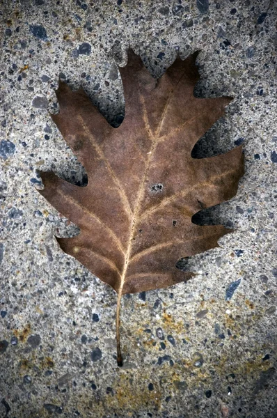 色あせたオークの葉のクローズ アップ — ストック写真