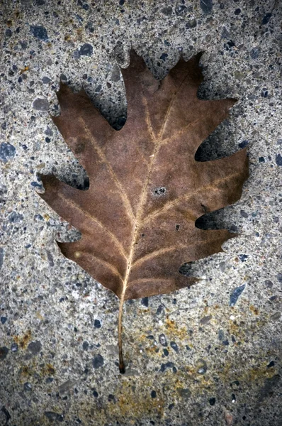 Close-up van verschoten eiken blad — Stockfoto