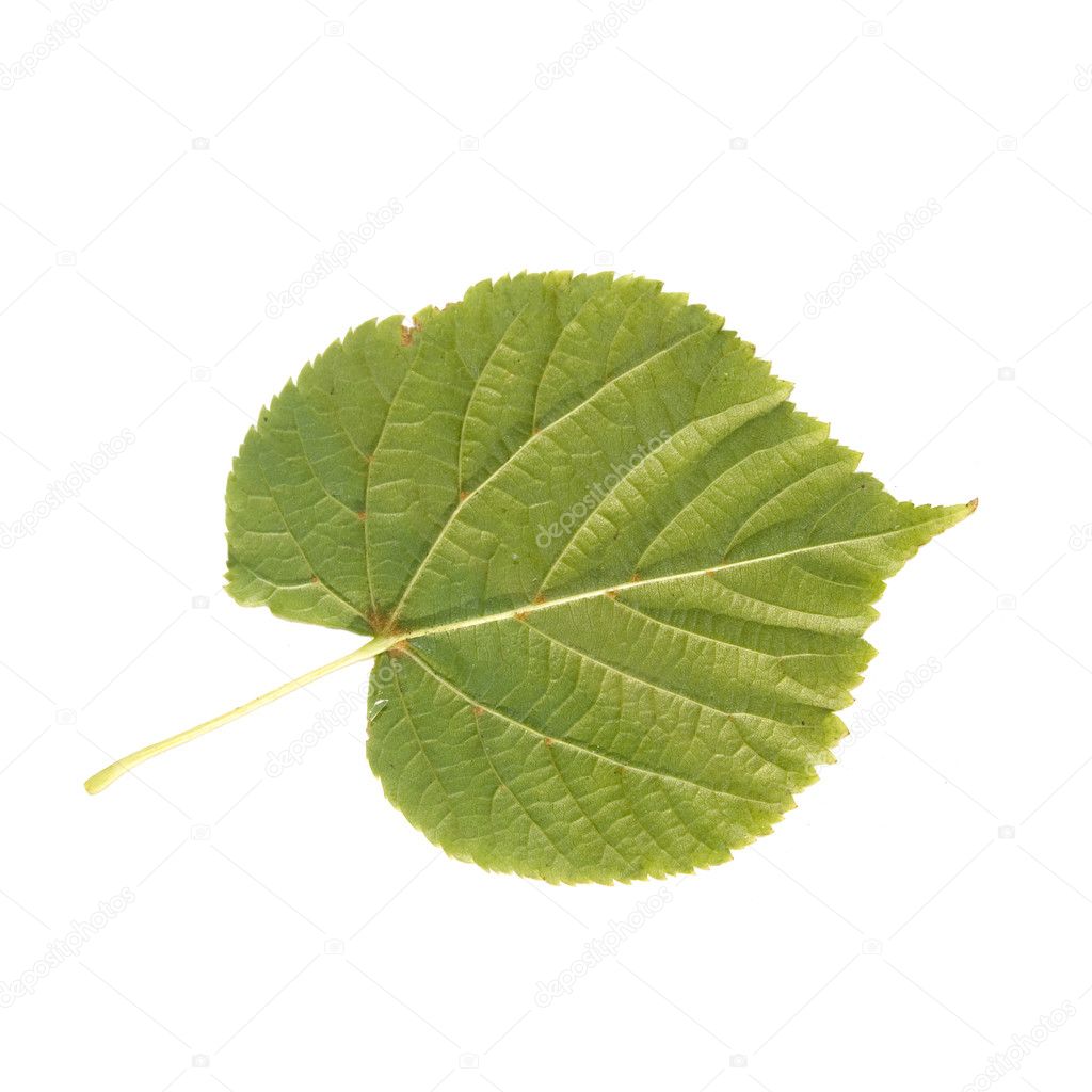 Isolated leaf