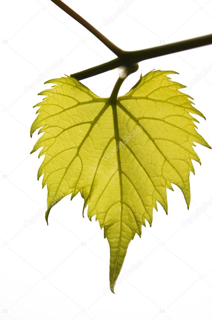Close up of vine leaf veins