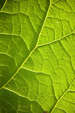 Green leaf veins clipart