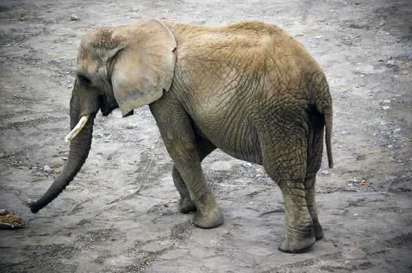 stock image Elephant