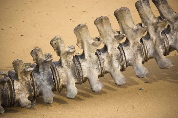 Stock image Bone dinosaur