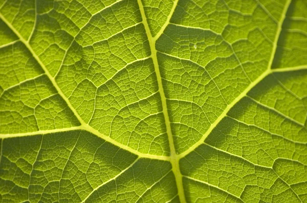 Primer plano de las venas de las hojas; patrón de árboles; fondo natural —  Fotos de Stock