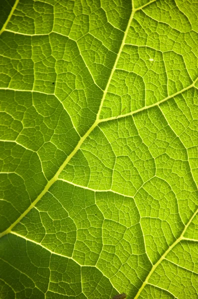Green leaf veins — Stock Photo, Image