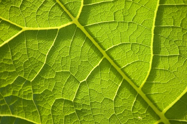 Grean leaf veins — Stock Photo, Image