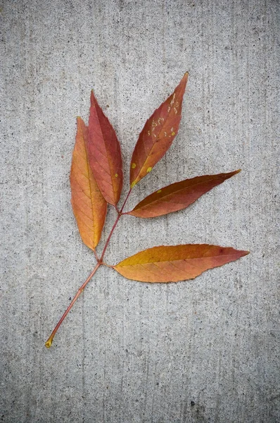 Grunge still-life autumn, red maple leaves — Stock Photo, Image