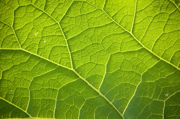 Grean leaf veins — Stock Photo, Image