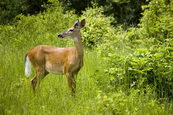 stock image Young deer looking away