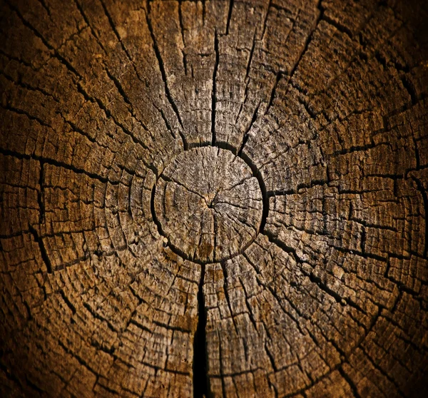 Weathered stump texture — Stock Photo, Image