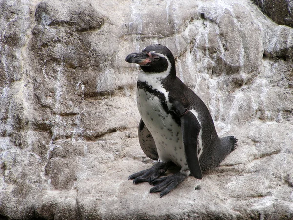 Пингвин в зоопарке — стоковое фото
