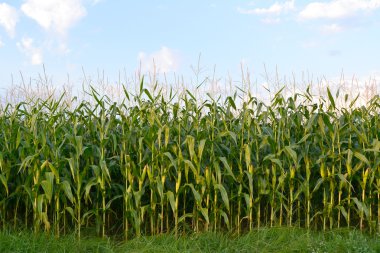 Field of corn clipart